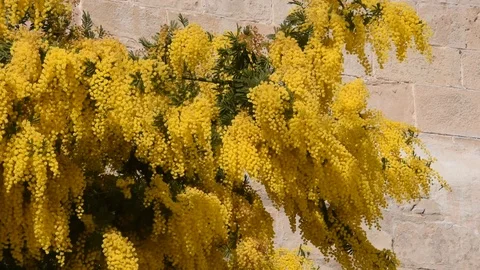 Blossom of mimosa Stock Footage 86640592