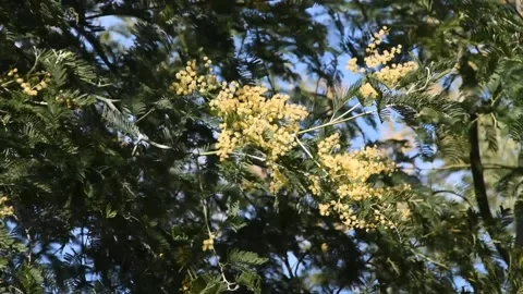 Blossom of mimosa Stock Footage 150727854