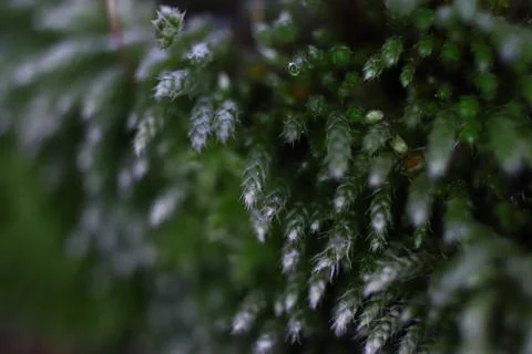 Blossom Moss Texture Background. Macro Closeup. Foto stock