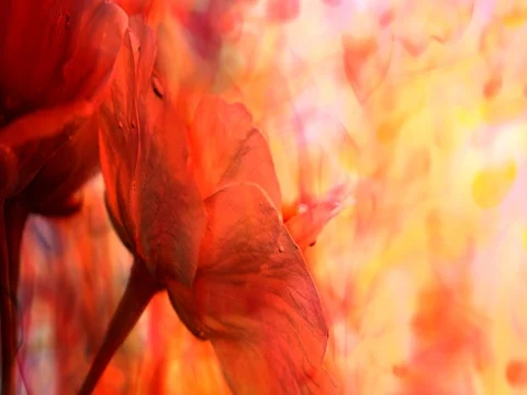 Blossom in multicolored abstract background Stock-Footage 74714999