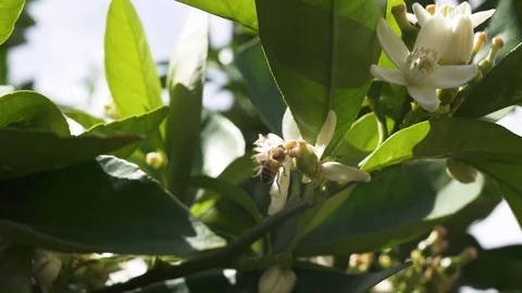 Blossom Orange Tree and Bees on Flowers Stock Footage 113442834