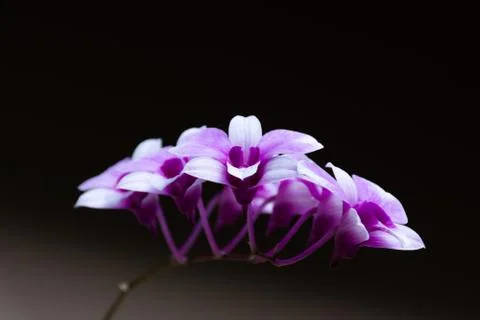 Blossom Orchids Stock Photos
