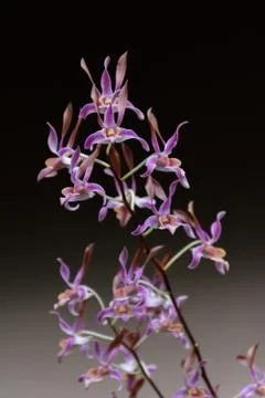 Blossom Orchids Stock Photos
