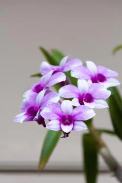 Blossom Orchids Stock Photos