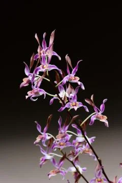 Blossom Orchids Stock Photos