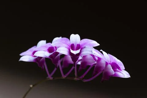 Blossom Orchids Stock Photos