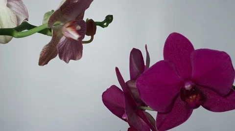 Blossom orchids rotating Stock Footage 32668873