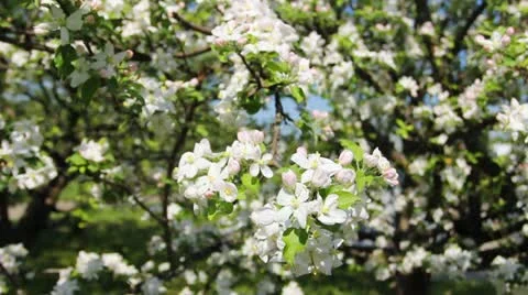 Blossom Panorama Right Left Stock Footage 11298778