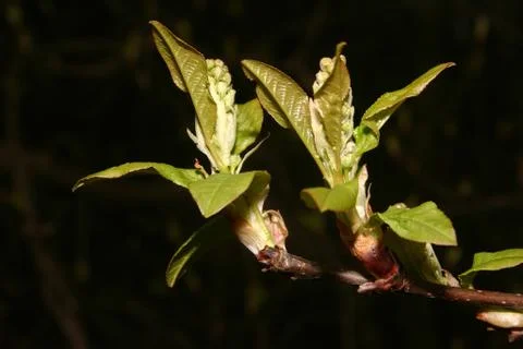 Blossom Foto stock