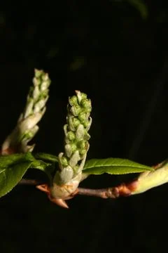 Blossom Stock Photos