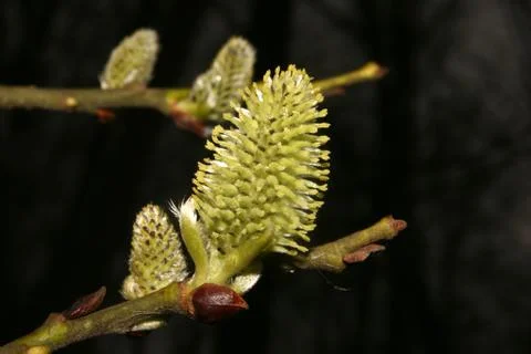 Blossom Stock Photos