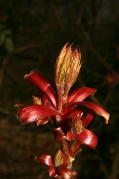 Blossom Stock Photos
