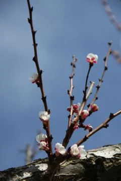 Blossom Stock Photos