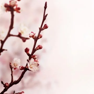 Blossom Stock-Fotos
