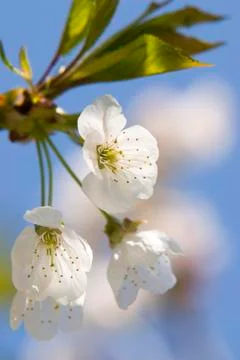 Blossom Foto stock