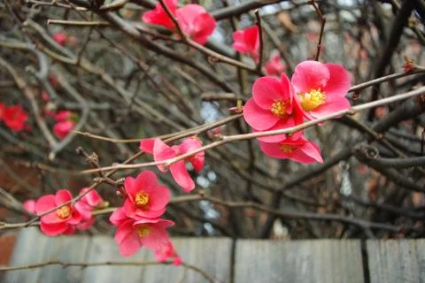 Blossom 스톡 사진