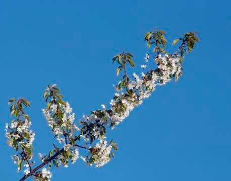 In blossom Stock Photos