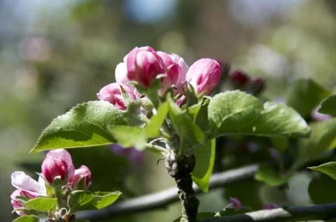 Blossom Stock Photos