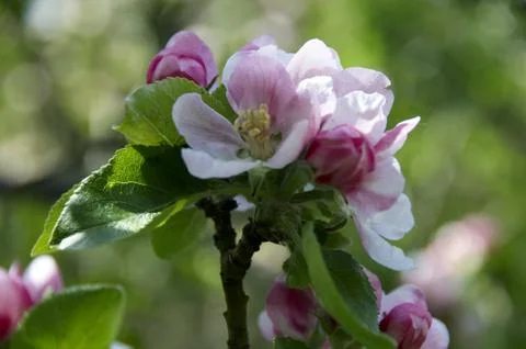 Blossom Stock Photos