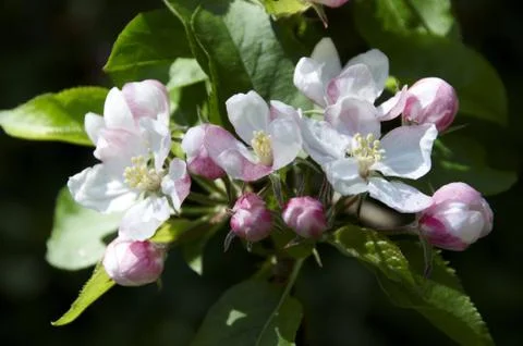 Blossom Stock Photos