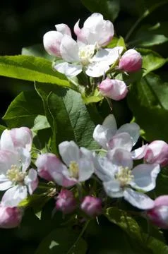 Blossom Stock Photos