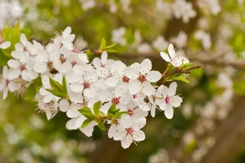 Blossom Stock Photos
