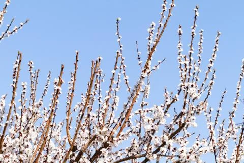Blossom Foto stock