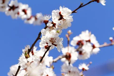 Blossom Stock Photos