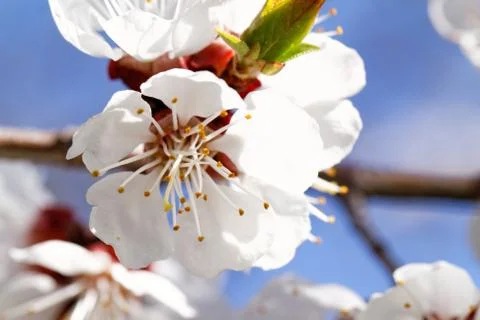 Blossom Stock Photos