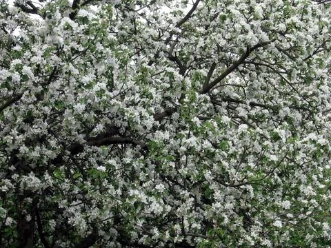 Blossom Stock Photos