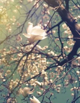 Blossom Stock Photos