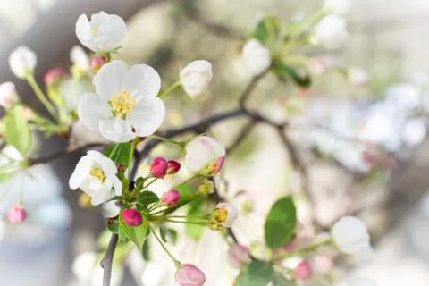 Blossom Stock Photos