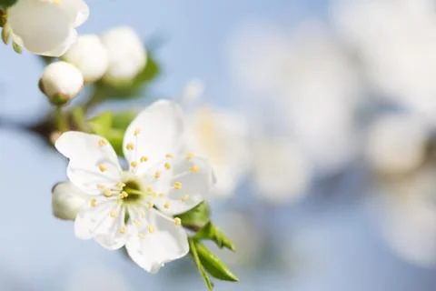 Blossom Stock Photos