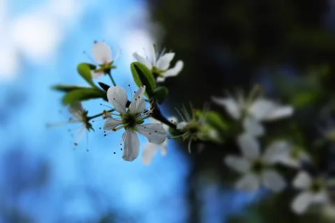 Blossom Stock Photos