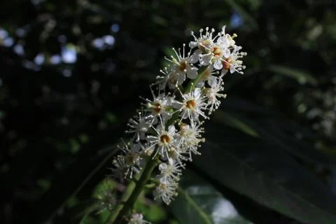 Blossom Stock Photos