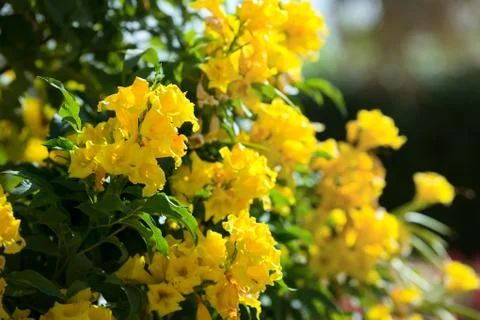 Blossom Stock Photos