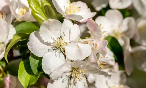 Blossom Stock Photos
