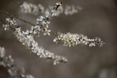 Blossom Stock Photos