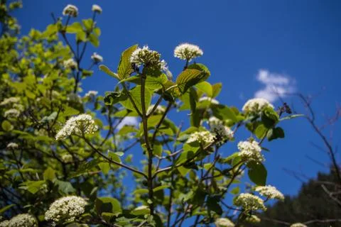 Blossom Stock Photos