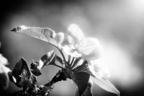 Blossom Stock Photos