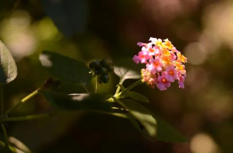 Blossom Stock Photos