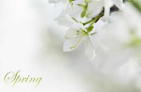 Blossom Stock-Fotos