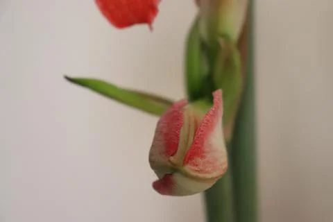 Blossom Stock Photos