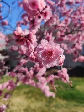 Blossom Stock Photos