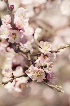 Blossom 스톡 사진