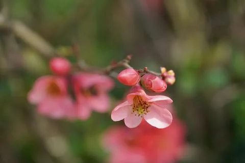 Blossom Foto stock