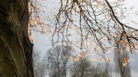 Blossom Stock Photos
