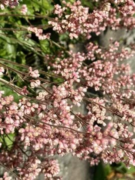 Blossom Foto stock