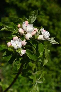 Blossom 库存照片