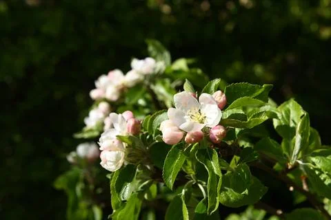 Blossom Stock Photos